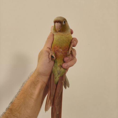 Conure de molina cinnamon eam #4