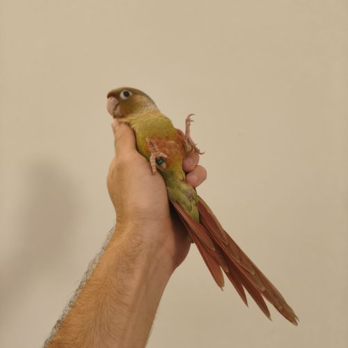 Conure de molina cinnamon eam #5