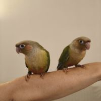 Conure de molina cinnamon eam