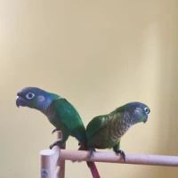 Conure de molina vert eam #1