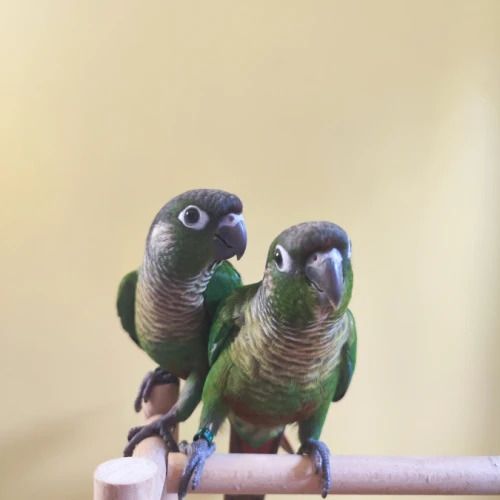 Conure de molina vert eam #0