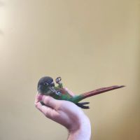 Conure de molina vert eam #5