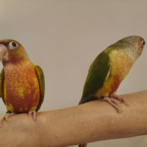 Conure de molina ananas eam #1