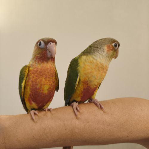 Conure de molina ananas eam #3