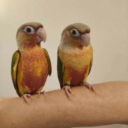 Conure de molina ananas eam #5