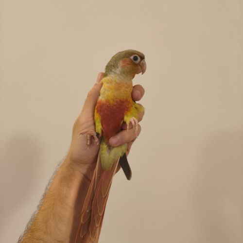 Conure de molina ananas eam #7
