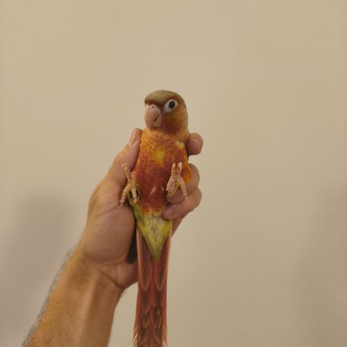 Conure de molina ananas eam #8
