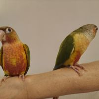 Conure de molina ananas eam #1