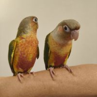 Conure de molina ananas eam #2