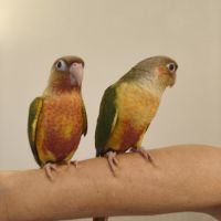 Conure de molina ananas eam #3