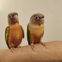 Conure de molina ananas eam