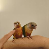 Conure de molina ananas eam #6