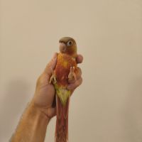 Conure de molina ananas eam #8