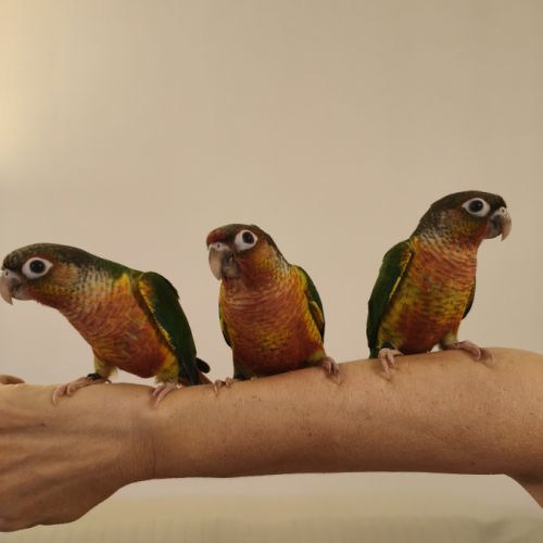 Conure de molina opaline eam #1