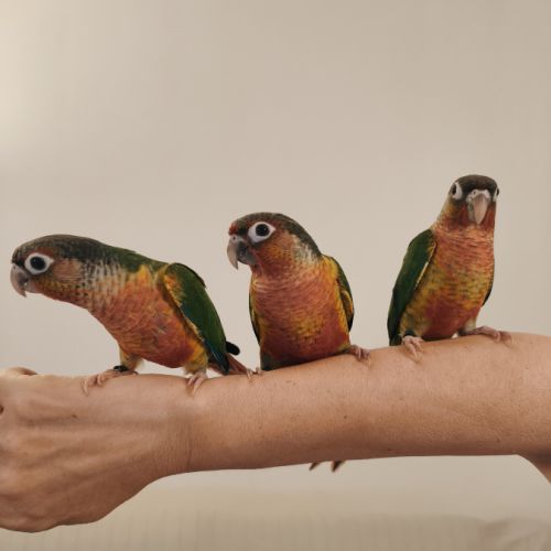 Conure de molina opaline eam #2