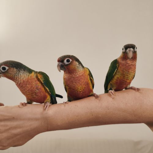 Conure de molina opaline eam #3