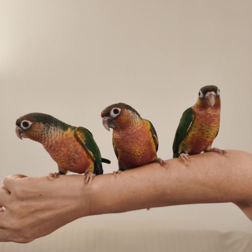 Conure de molina opaline eam #4