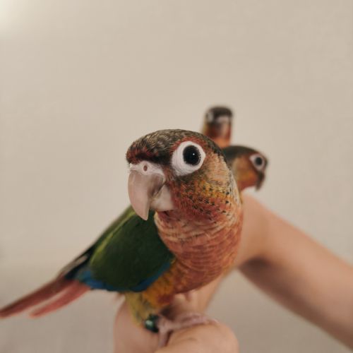 Conure de molina opaline eam #5