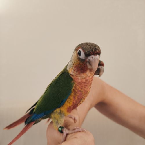 Conure de molina opaline eam #6
