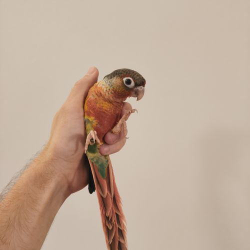 Conure de molina opaline eam #0