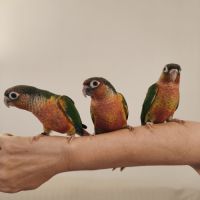 Conure de molina opaline eam #2