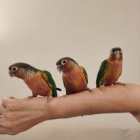 Conure de molina opaline eam #4