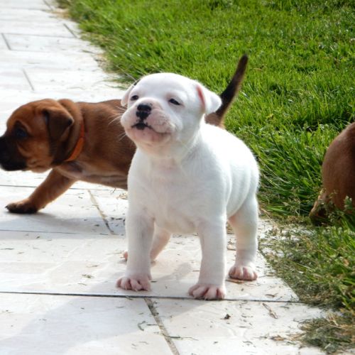 Chiots staffie lof #3