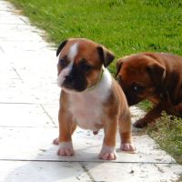 Chiots staffie lof #2
