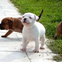 Chiots staffie lof #3