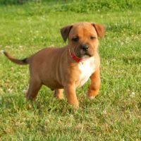 Chiots staffie lof
