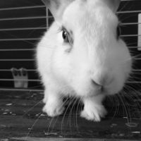 Don d’un lapin cause allergie