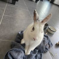 Don d’un lapin cause allergie #2