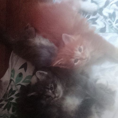 Chatons maine coon