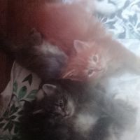 Chatons maine coon
