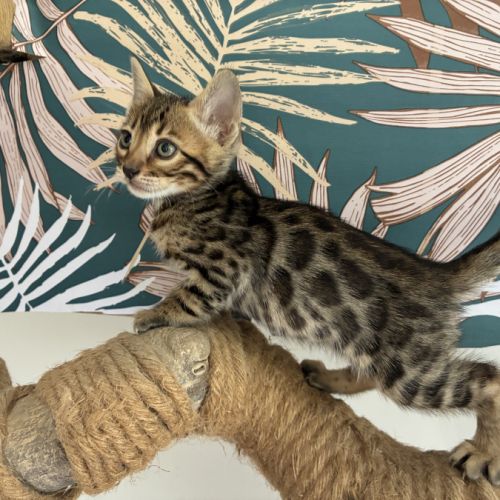 Chaton bengal loof #0