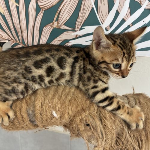 Chaton bengal loof #3