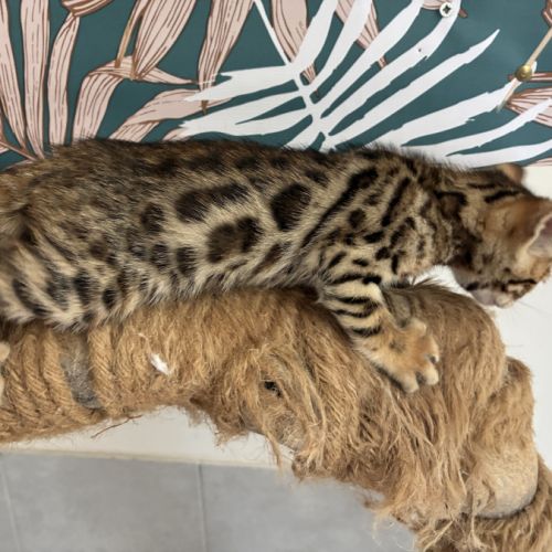 Chaton bengal loof #4