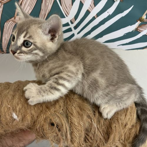 Chaton bengal loof #5