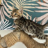 Chaton bengal loof