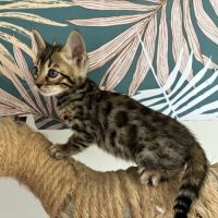 Chaton bengal loof #2