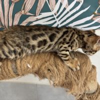 Chaton bengal loof #4