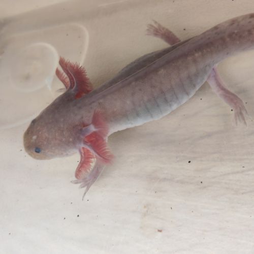 Axolotl plusieurs types #0