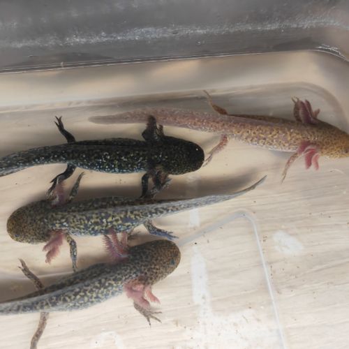 Axolotl plusieurs types #2