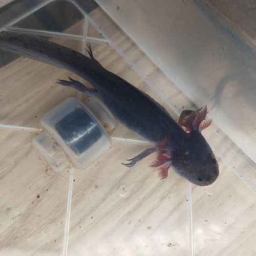 Axolotl plusieurs types #4