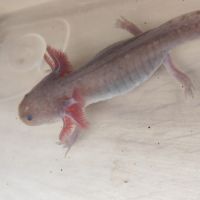 Axolotl plusieurs types