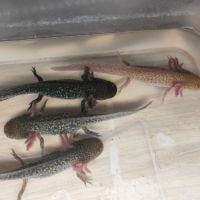 Axolotl plusieurs types #2