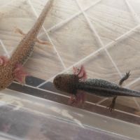Axolotl plusieurs types #3