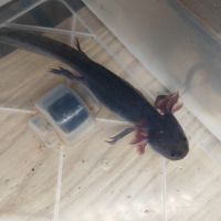 Axolotl plusieurs types #4