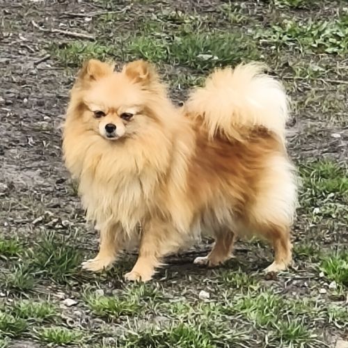 Chiot mâle croisé spitz/caniche #1