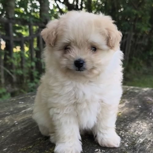 Chiot mâle croisé spitz/caniche #2